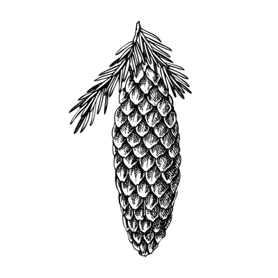 Fir sketch. Conifer tree with cone drawing. Winter tree branch hand-drawn vector illustration. Christmas design element. NOT AI genereted